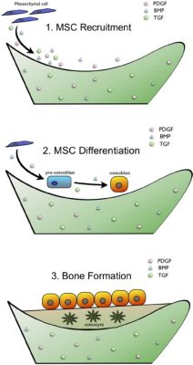  Osteoinductieve Eigenschappen van Osseointegraal Materiaal in Moderne Tandheelkunde!