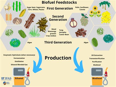 Vlierbes: Een Verrassende Toevoeging Voor Biobrandstoffen En Voedselproductie?