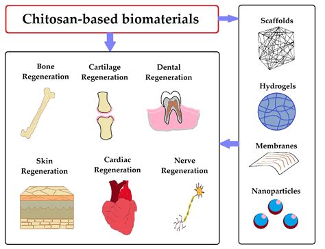  Quaternized Chitosan: De Wonderbare Biomateriaal voor Geoptimaliseerde Weefselregeneratie!